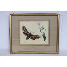 Kunstdruck Max Heuberger Wolfsmilchschwärmer