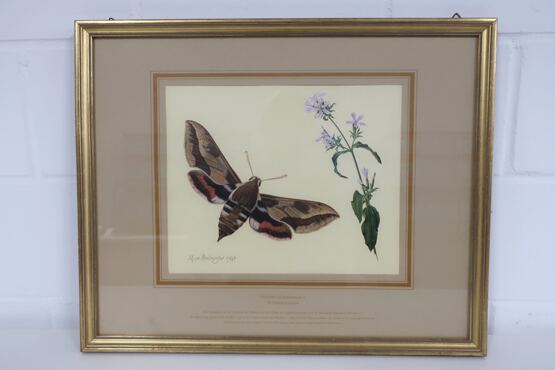 Kunstdruck Max Heuberger Wolfsmilchschwärmer